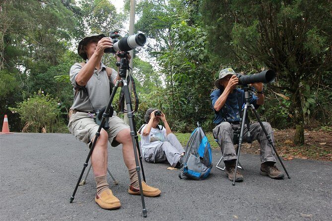 Fraser's Hill Bird-Watching & Nature Sightseeing Tour from Kuala Lumpur - Fraser’s Hill at 5:30 am: the timing that helps birds