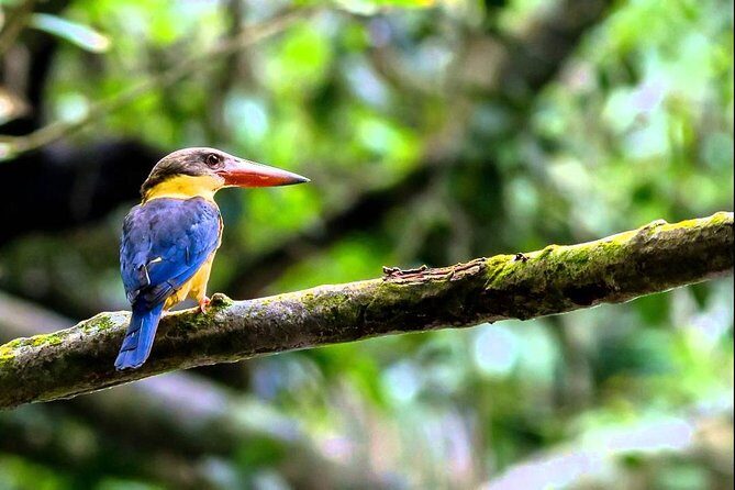 Fraser's Hill Bird-Watching & Nature Sightseeing Tour from Kuala Lumpur - Price and value: what your money is buying