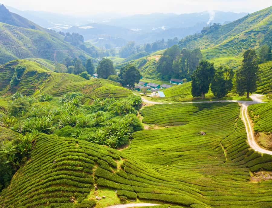 From KL: Cameron Highlands with BOH Habu & Sungei Tea Visit - Should you book this Cameron Highlands private tour?
