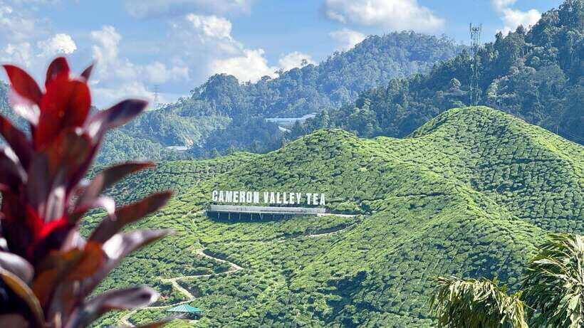 From Kuala Lumpur: Cameron Highlands Day Tour with Lunch - Key Points Worth Booking For