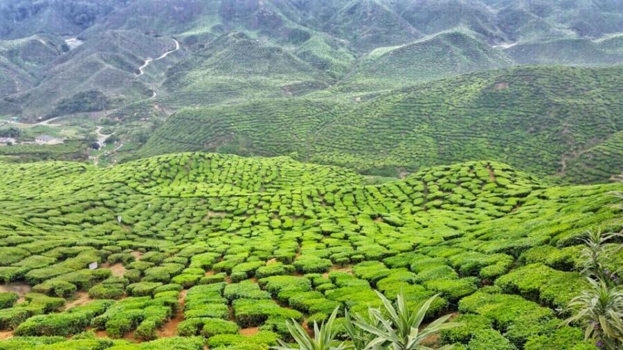 From Kuala Lumpur: Cameron Highlands Day Tour with Lunch - Price and Value: Is $92 Fair for This Much Day?