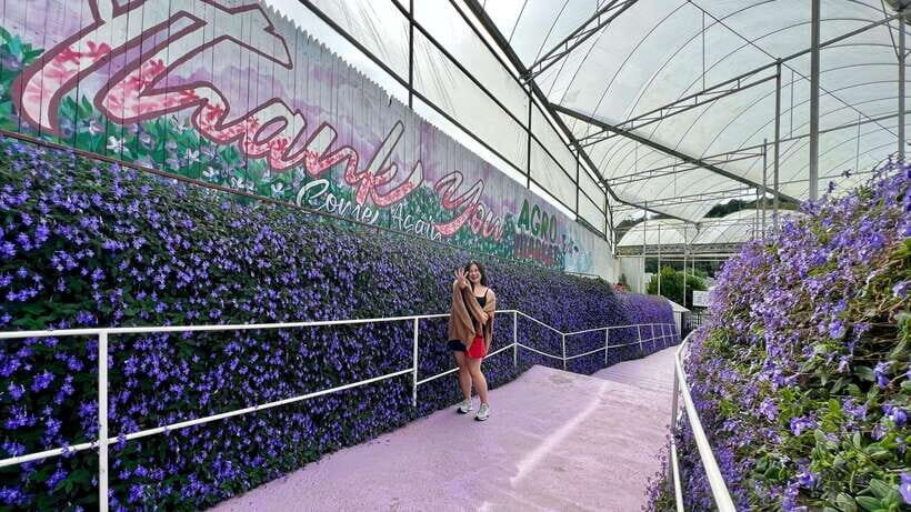 From Kuala Lumpur: Cameron Highlands Day Tour with Lunch - Why This Day Tour Works When You Only Have 12 Hours