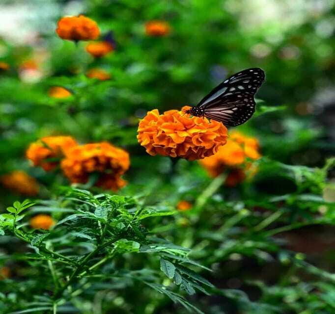 From Kuala Lumpur: Cameron Highlands Day Trip with Transfers - Roses, Strawberry Picking, and Cold-Climate Farm Fun