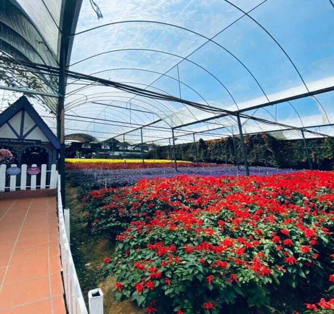 From Kuala Lumpur: Cameron Highlands Day Trip with Transfers - Who This Tour Suits Best (and Who Should Skip It)