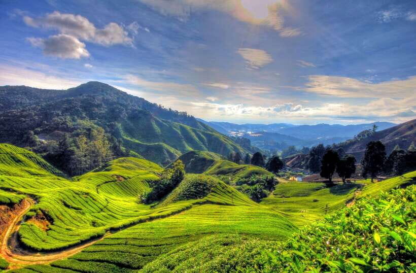 From Kuala Lumpur: Cameron Highlands Full-Day Tour - Key things to know before you go