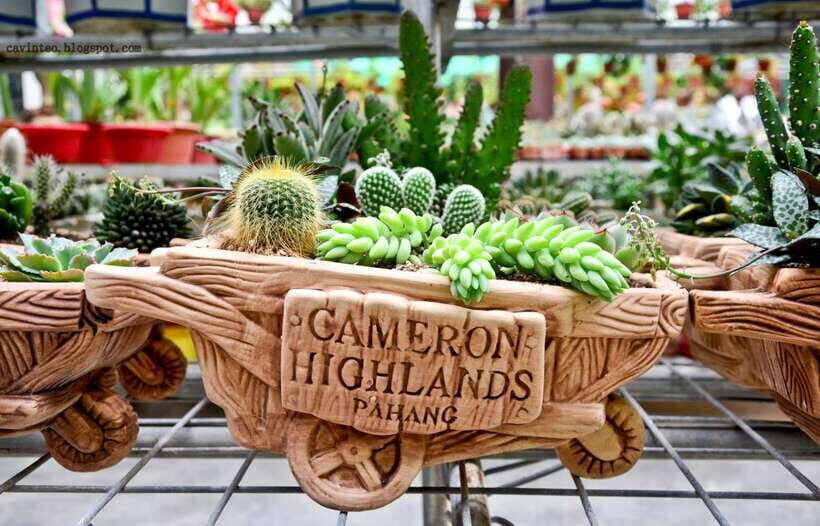 From Kuala Lumpur: Cameron Highlands Full-Day Tour - Strawberry picking at the hill station cold: fun, but plan for extra cost