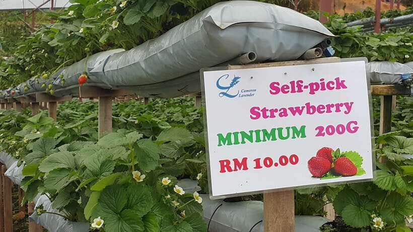 From Kuala Lumpur: Cameron Highlands Full-Day Tour - Honey bee farm: honey production in plain terms