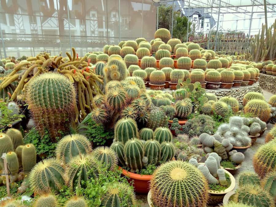 From Kuala Lumpur: Cameron Highlands Private or Join In Tour - Key highlights to know before you go