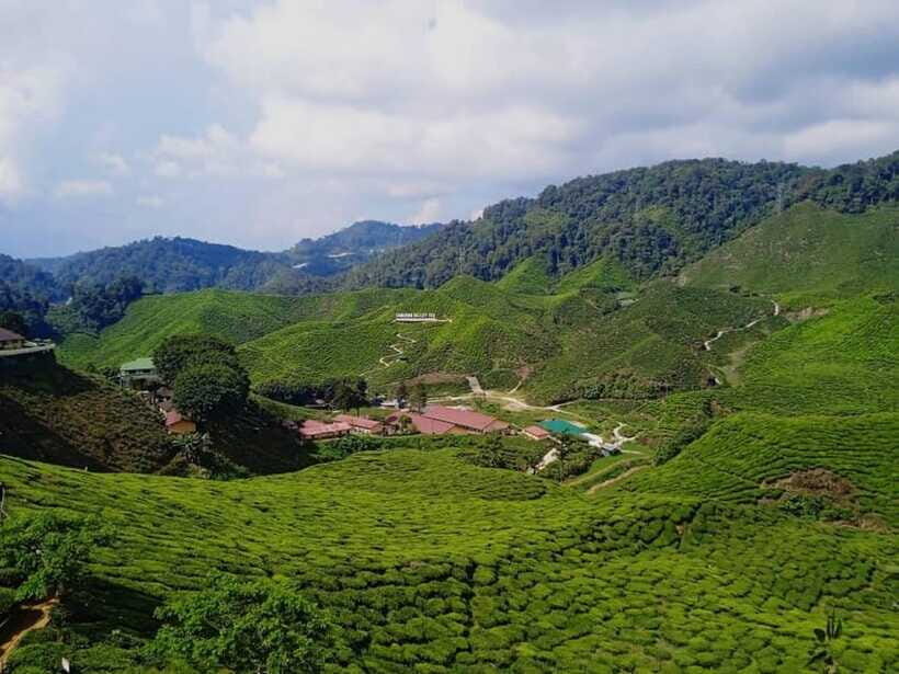 From Kuala Lumpur: Cameron Highlands Private or Join In Tour - Cameron Valley tea house time, plus the plantation walk or buggy ride