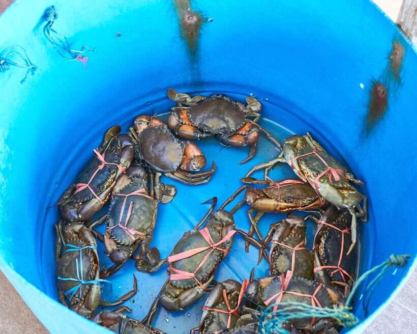 From Kuala Lumpur: Crab Island Tour with Seafood Lunch - Neighborhood colors and local details: house painting scenes and everyday life