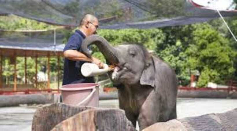 From Kuala Lumpur: Elephant Sanctuary Guided Tour - Petting, Feeding, and Playing: What Respect Looks Like
