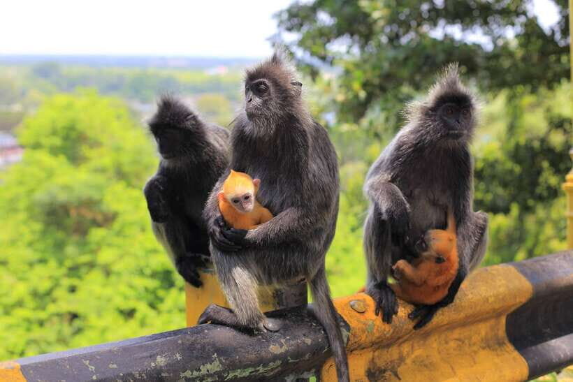 From Kuala Lumpur: Fireflies Tour and Seafood Dinner - Bukit Melawati and Fort Altingsburg: Lighthouse Views and Bird-and-Monkey Energy