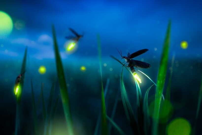 From Kuala Lumpur: Fireflies Tour and Seafood Dinner - Seafood Dinner Near Bukit Melawati: Simple, Local, and Filling Enough