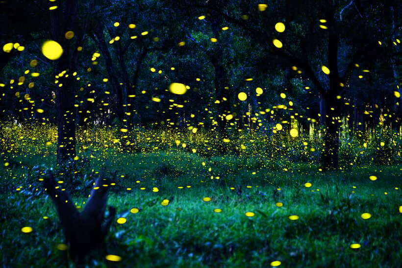 From Kuala Lumpur: Fireflies Tour and Seafood Dinner - Optional Blue Tears: The Extra Charge That Can Be Worth It