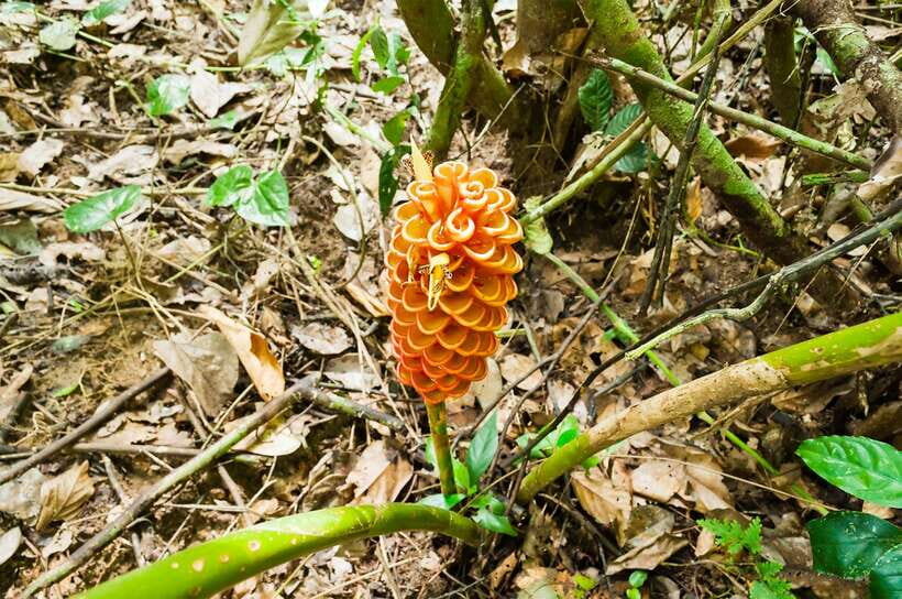 From Kuala Lumpur: Full-Day Taman Negara National Park - Riverside Lunch in Kampung Kuala Tahan: Eat Early, Then Trek