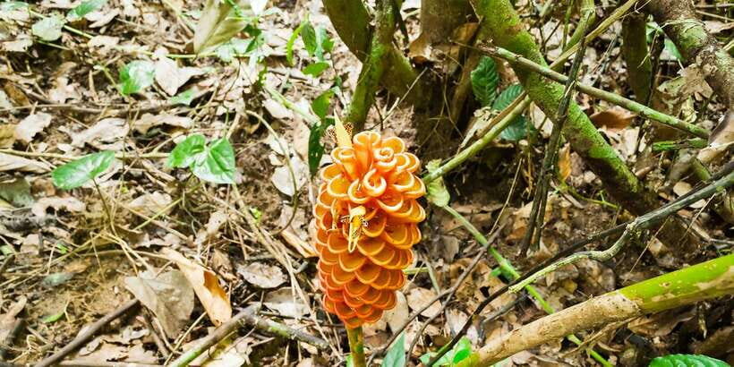 From Kuala Lumpur: Full-Day Taman Negara National Park - Meeting Local Life: Orang Asli Village Visit and Cultural Respect