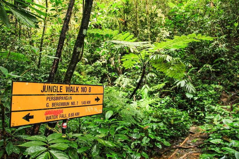 From Kuala Lumpur: Full-Day Taman Negara National Park - Who This Tour Suits Best (And Who Should Rethink It)