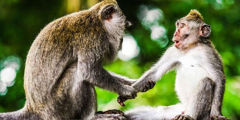 From Kuala Lumpur: Full-Day Taman Negara National Park - Should You Book This Full-Day Taman Negara Tour?