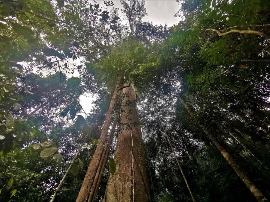 From Kuala Lumpur: Full Day Tour to Taman Negara - Canopy Walk at around 40 meters: the thrill and the fine print