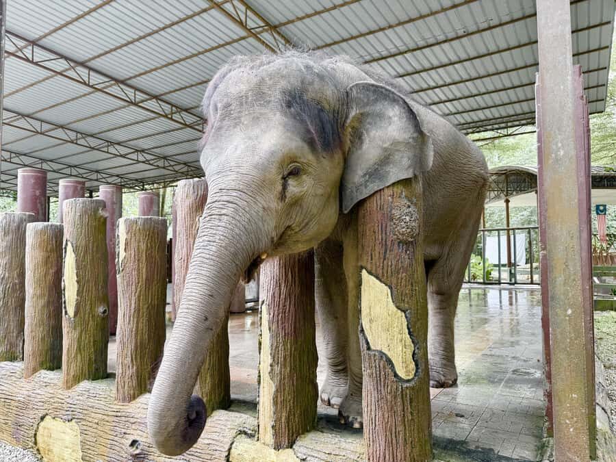From Kuala Lumpur: Kuala Gandah Elephant Sanctuary Day Trip - Should You Book the Kuala Gandah Elephant Sanctuary Day Trip?