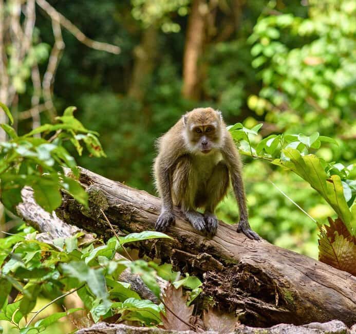 From Kuala Lumpur: Taman Negara National Park Private Tour - The Long Drive From Kuala Lumpur (And Why It’s Still Worth It)