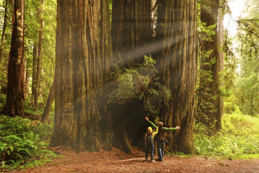 From Kuala Lumpur: Taman Negara National Park Private Tour - The Giant Tualang Tree: More Than a Photo Stop