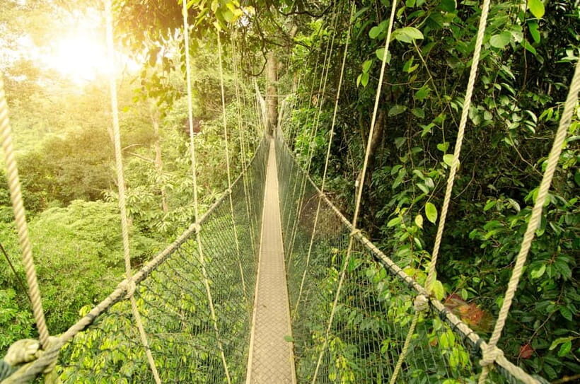 From Kuala Lumpur: Taman Negara Private Tour - Walking the Canopy Walkway High Above the Forest Floor