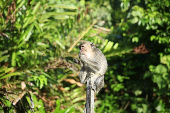 Full Day Bongawan River Cruise with Proboscis Monkey Sightseeing - Mangroves, wildlife, and why this schedule works