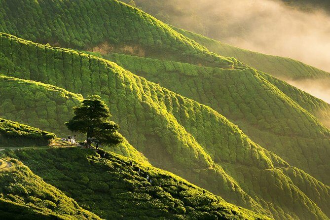 Full-day Cameron Highlands Day Trip from Kuala Lumpur - Cameron Highlands From KL: Why This Day Trip Actually Works