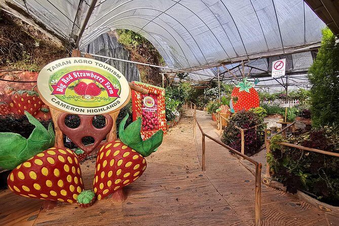Full-day Cameron Highlands Day Trip from Kuala Lumpur - BOH Tea Plantation: The Tea Stop That Makes Cameron Highlands Feel Real
