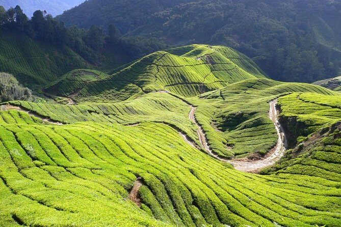 Full Day Cameron Highlands Nature Tour - Lata Iskandar Waterfall: Quick, Scenic, and Worth the Stop