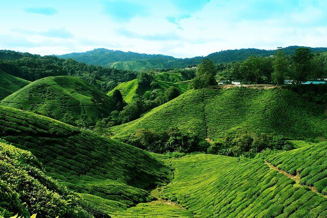 Full Day Cameron Highlands Nature Tour - Kea Farm Market: Bargains, Snacks, and Local Rhythm