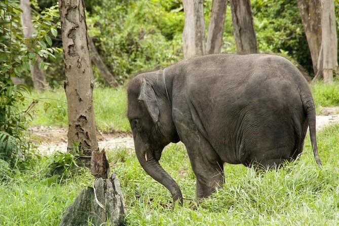 Full Day Elephant Sanctuary Tour with a Free Batu Caves Visit - Batu Caves: the 272-step religious stop outside Kuala Lumpur