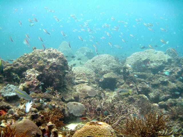 Full-Day Guided Snorkeling Tour from Kota Kinabalu - Lunch on the island: how to make that break count