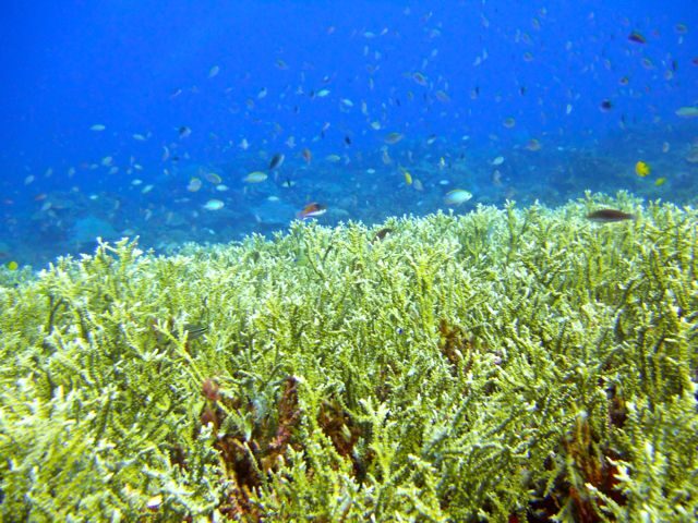 Full-Day Guided Snorkeling Tour from Kota Kinabalu - Gear, fees, and the $66 value check from Kota Kinabalu