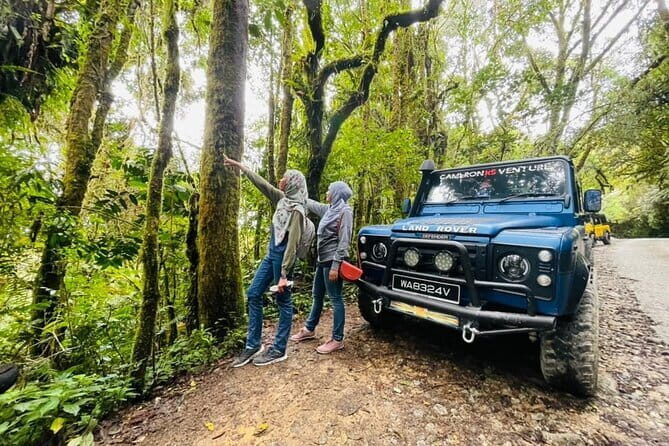 Full Day Mossy Forest Experience - Key highlights to expect