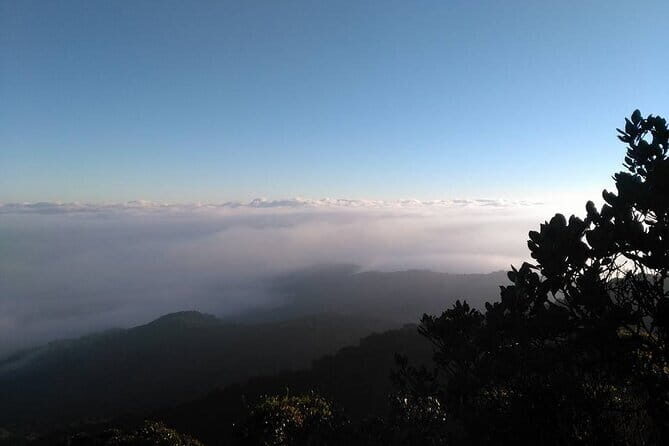 Full Day Mossy Forest Experience - Why this Ipoh-to-Cameron Highlands day tour feels efficient