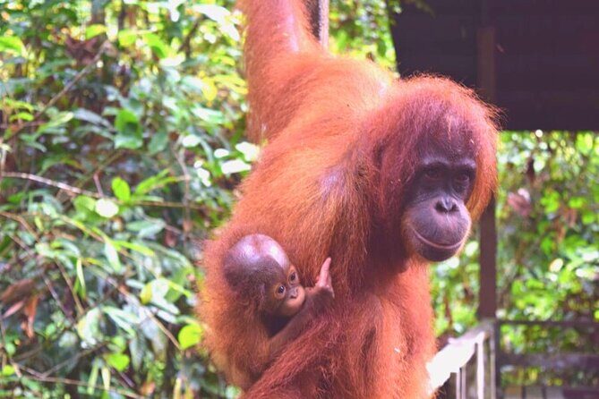 Full Day Orang Utan Sepilok, Proboscis Monkey, Sunbear, RDC - Bornean Sun Bear Conservation Centre: why the honey bear matters