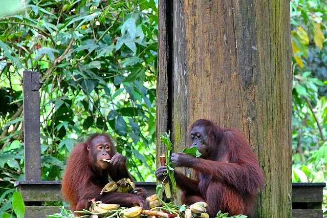 Full-Day Sepilok Orangutan and Proboscis Monkey from Sandakan or Kota Kinabalu - Sepilok Orangutan Rehabilitation Centre: Lunch, Documentary, Then Lowland Feeding