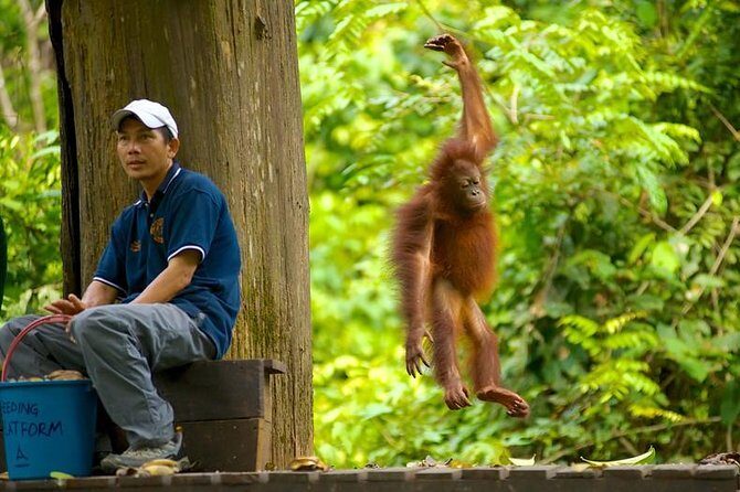 Full-Day Sepilok Orangutan and Proboscis Monkey from Sandakan or Kota Kinabalu - What a Great Guide Does on a 10-Hour Wildlife Day