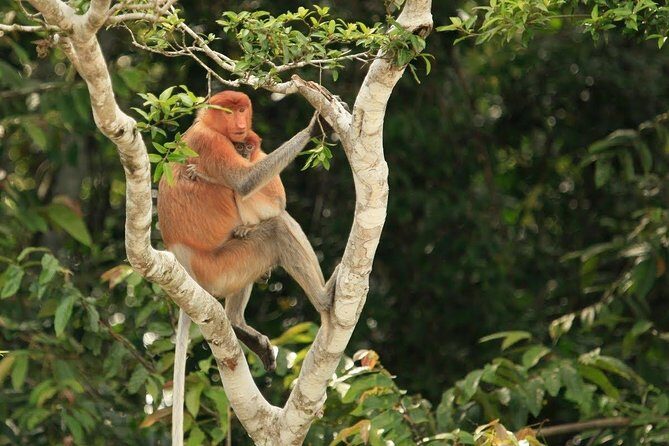 Full-Day Sepilok Orangutan and Proboscis Monkey from Sandakan or Kota Kinabalu - Timing Tips: Making the Day Feel Smooth Instead of Rushed