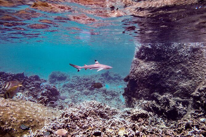 Full Day Snorkeling in Perhentian Island - Perhentian Island snorkeling: what the 10:30am start really buys you