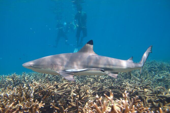 Full Day Snorkeling in Perhentian Island - Shark Point: exciting in theory, unpredictable in real life