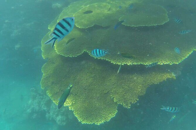 Full Day Snorkeling in Perhentian Island - Turtle Point: a calmer vibe, but still a search