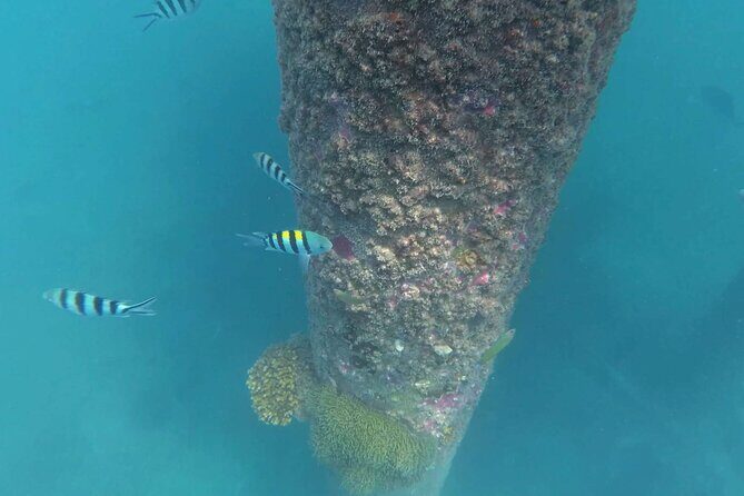 Full Day Snorkeling in Perhentian Island - Coral Reef: where colors depend on what’s left