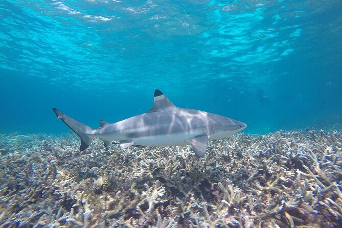 Full Day Snorkeling in Perhentian Island - Equipment and life jackets: included, so use them