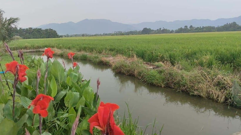 George Town: Balik Pulau Countryside Morning Cycling Tour - Key Tour Takeaways