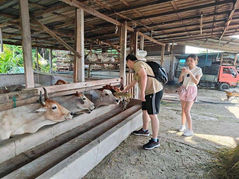 George Town: Balik Pulau Countryside Morning Cycling Tour - Bikes, Comfort, and Heat: The Real-World Stuff You Should Plan For