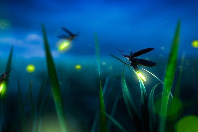 Group Tour: Kuala Selangor Firefly Blinking's including Dinner - Bukit Melawati and Fort Altingsburg: a calm start before the darkness