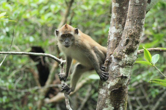 Half-Day Geopark Cruise from Langkawi - A 2.5-Hour Mangrove Safari in Langkawi Geopark (Made for All Ages)